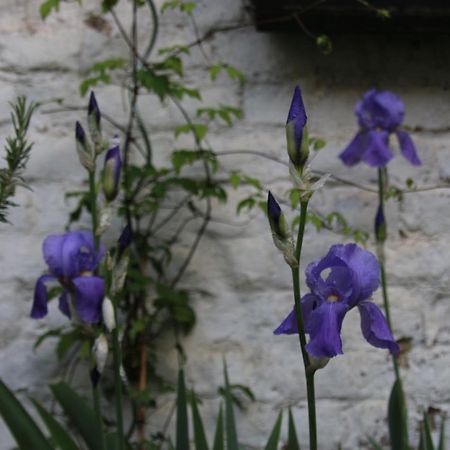 B&B Les Iris Brusel Exteriér fotografie
