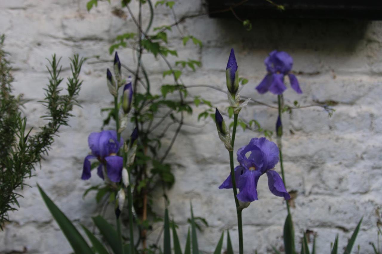 B&B Les Iris Brusel Exteriér fotografie